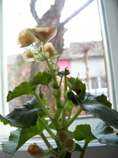 100_6279 - Martie 2012