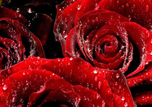 76-Red-Roses[1]