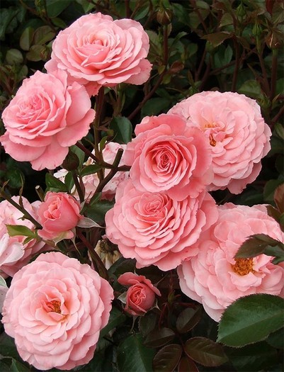 crenguta-de-trandafiri-roz[1]