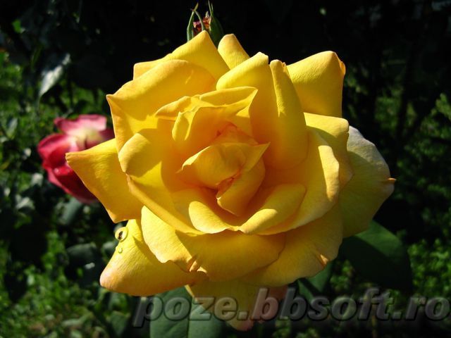 Floare trandafir galben intens 2 - Vrei poze