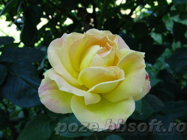 Floare trandafir galben - Vrei poze