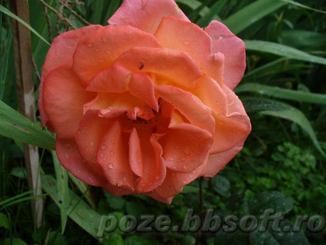 Floare trandafir portocaliu - Vrei poze