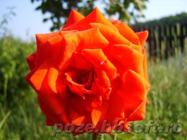 Floare trandafir rosu 3 - diamant - Vrei poze