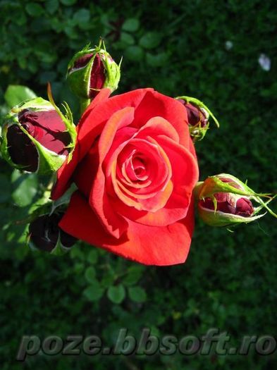 Floare trandafir rosu intens - Vrei poze