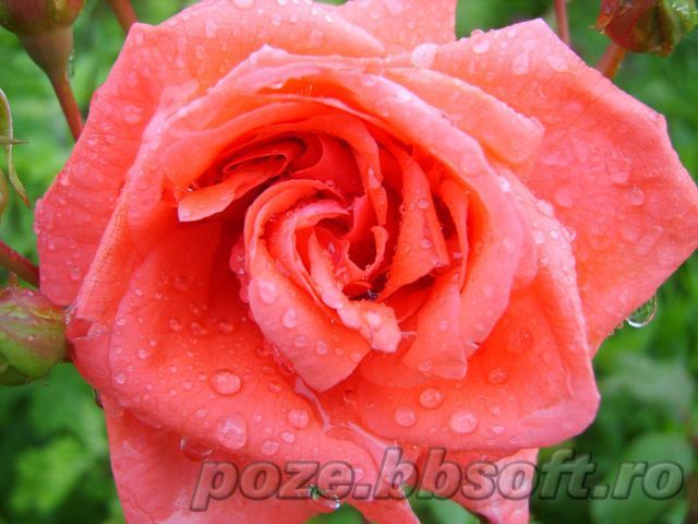 Floare trandafir roz-rosu cu picaturi de apa - Vrei poze