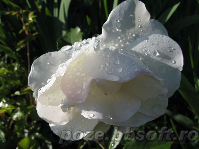 Picaturi de apa pe un trandafir alb - Vrei poze