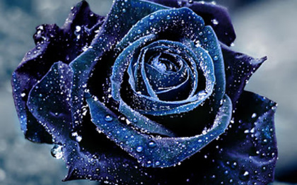 trandafir_albastru - Vrei poze