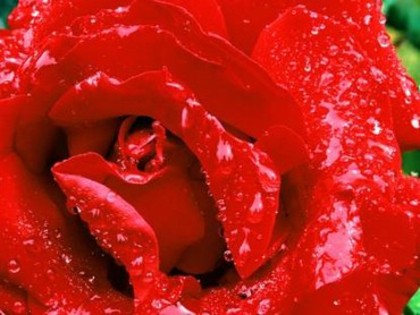 trandafiri02[1] - Vrei poze