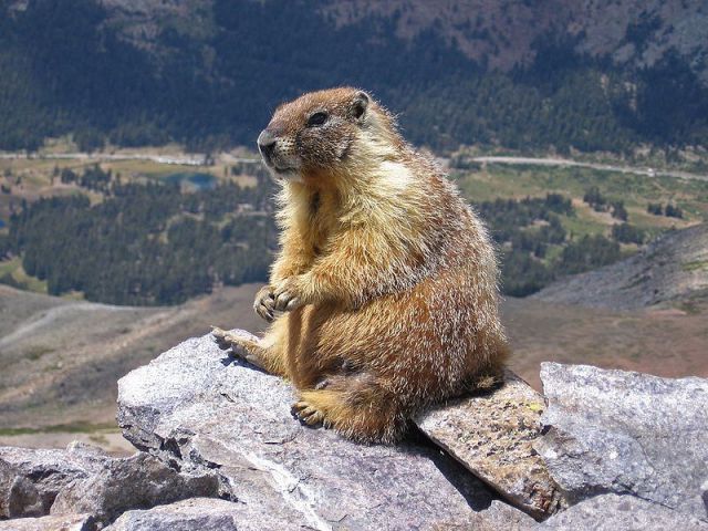 marmota - Poze amuzante cu animale
