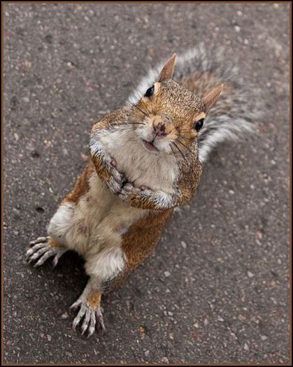 these_funny_animals_641_640_13