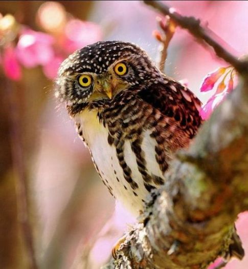 these_funny_animals_722_640_04