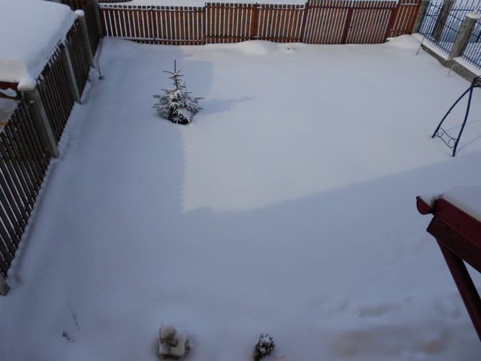 ce mic e bràdutul acoperit de zàpadà