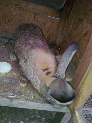 tatal puilor; tatal puilor
