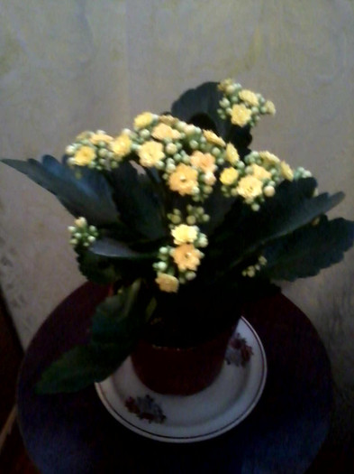 kalanchoe primita de la fetita mea - florile mele 2012