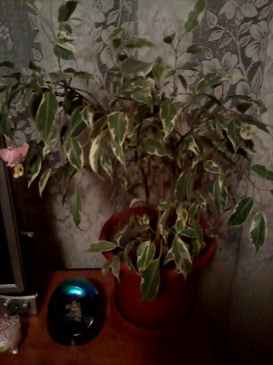 ficus benjamin