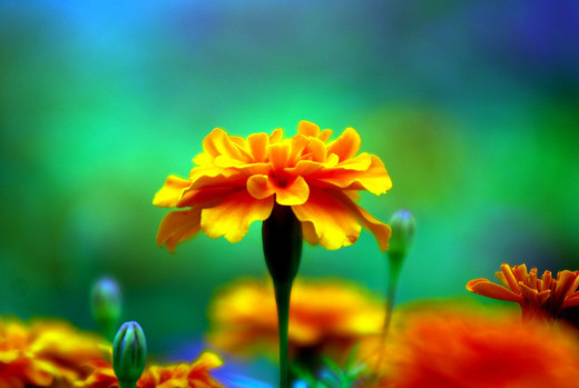 flowers_63
