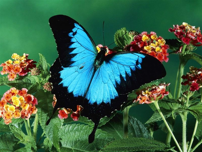800Ulysses_Butterfly_Kuranda_State_Forest_Queensland_Australia - Beautifull butterfly