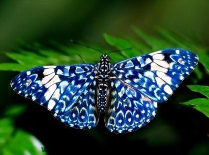 beautifull-butterfly-wallpaper-8