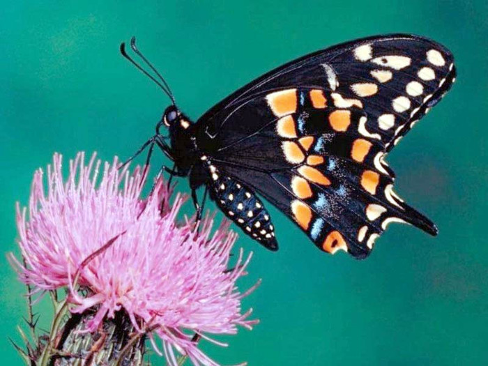 black-butterfly-on-the-pink-flower