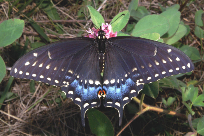 black-swallowtail-butterfly