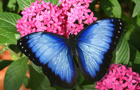 BlueMorpho - Beautifull butterfly