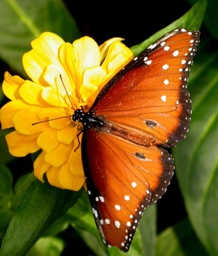 butterfly - Beautifull butterfly