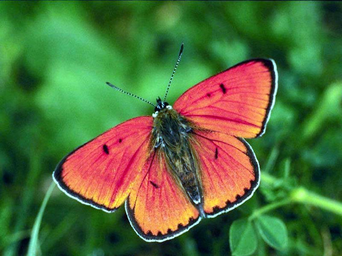 butterfly1 - Beautifull butterfly