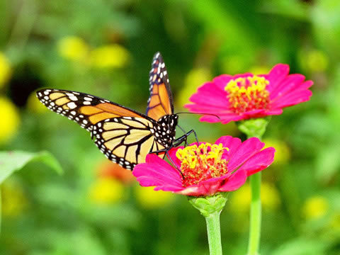 butterfly2 - Beautifull butterfly