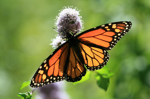 butterfly3 - Beautifull butterfly