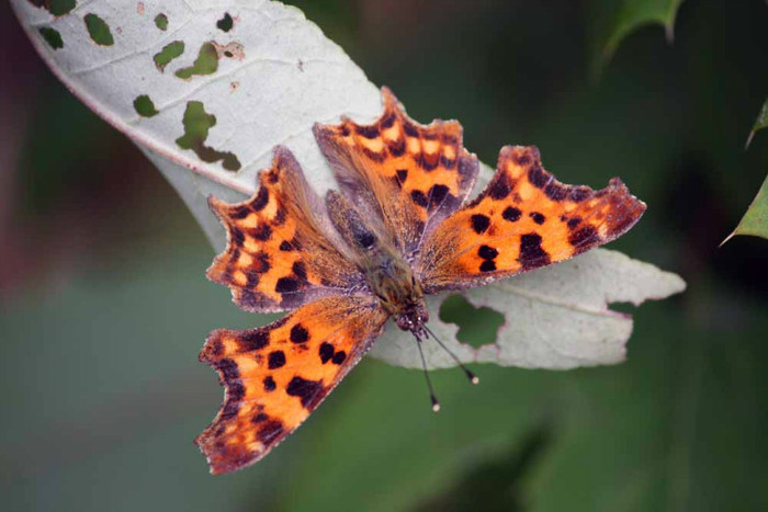 butterfly4 - Beautifull butterfly