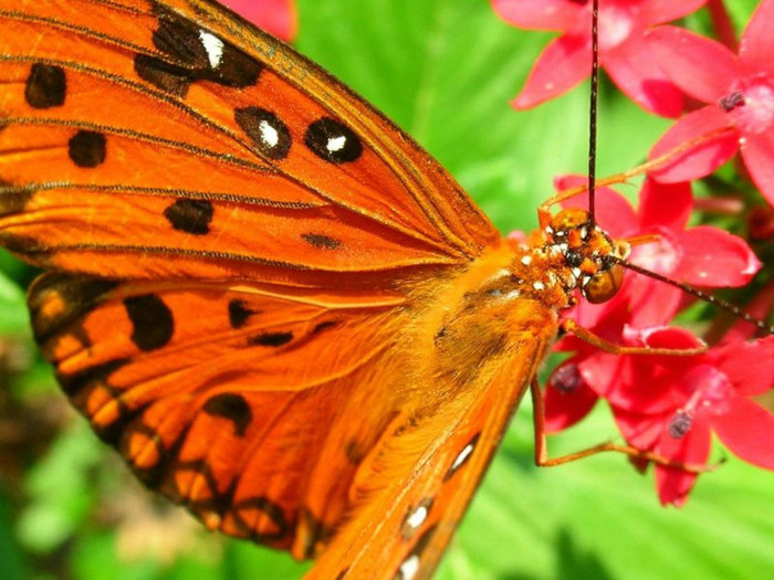 Butterfly_3 - Beautifull butterfly