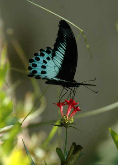 Butterfly_Blue_mormon_5x7 - Beautifull butterfly