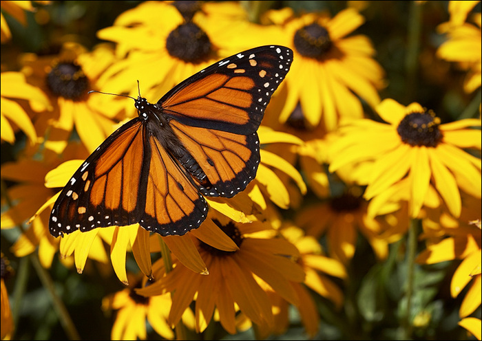 butterfly_yellow-flowers_01 - Beautifull butterfly