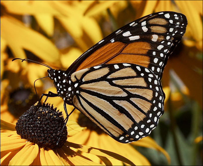 butterfly_yellow-flowers_detail_01 - Beautifull butterfly