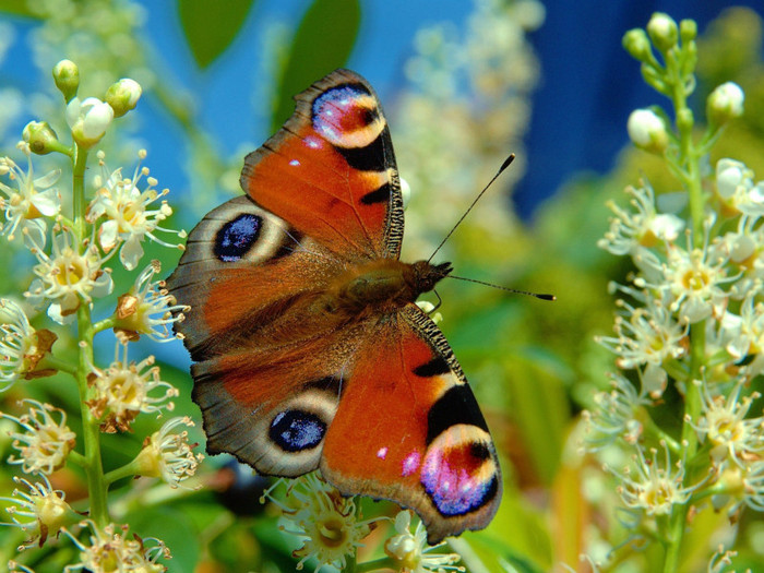 Butterfly-desktop-wallpaper - Beautifull butterfly