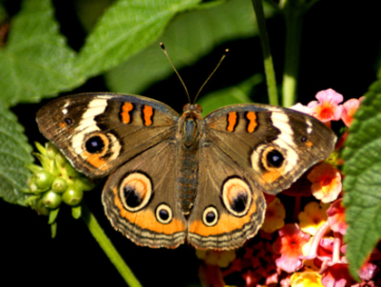 butterfly-pictures-52 - Beautifull butterfly