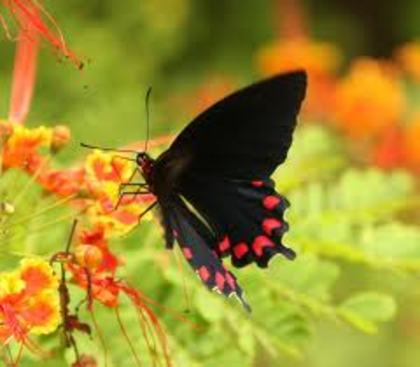 images1 - Beautifull butterfly