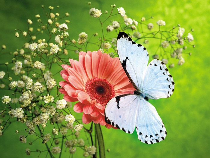 img.php - Beautifull butterfly
