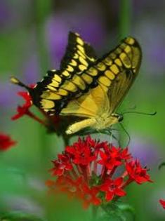images - Beautifull butterfly
