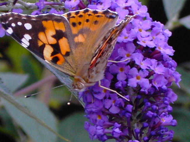 painted-lady-butterfly - Beautifull butterfly