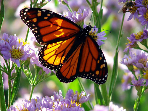 monarch-butterfly-on-flowers
