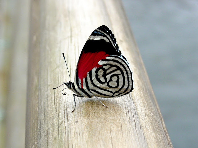 The-best-top-desktop-butterflies-wallpaper-hd-butterfly-wallpaper-2