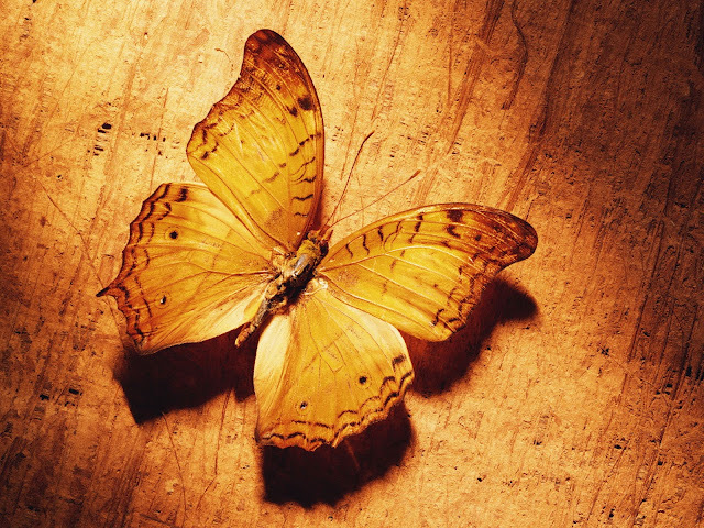 The-best-top-desktop-butterflies-wallpaper-hd-butterfly-wallpaper-6