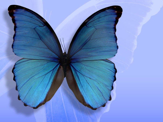 The-best-top-desktop-butterflies-wallpaper-hd-butterfly-wallpaper-7