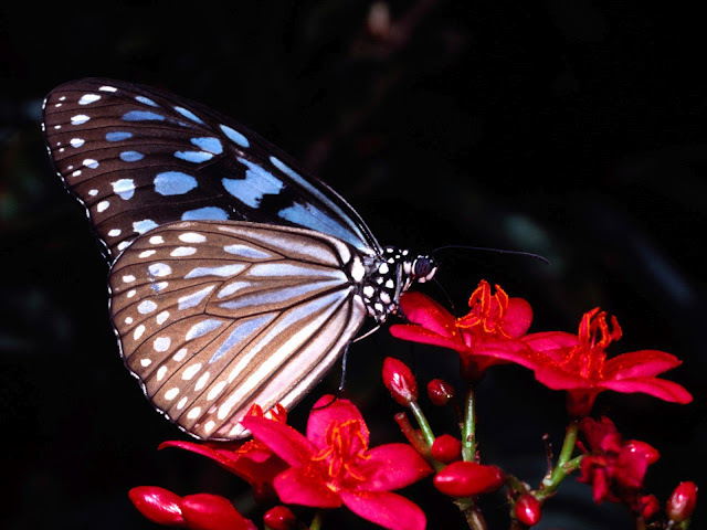 The-best-top-desktop-butterflies-wallpaper-hd-butterfly-wallpaper-8