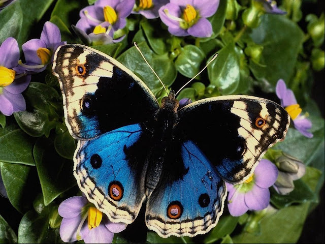 The-best-top-desktop-butterflies-wallpaper-hd-butterfly-wallpaper-9