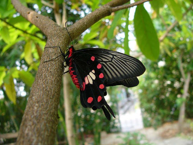 The-best-top-desktop-butterflies-wallpaper-hd-butterfly-wallpaper-12