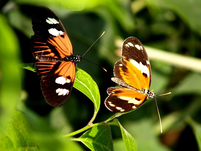 The-best-top-desktop-butterflies-wallpaper-hd-butterfly-wallpaper-28