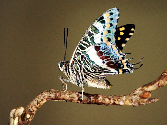 The-best-top-desktop-butterflies-wallpaper-hd-butterfly-wallpaper-29