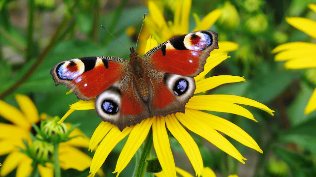 The-best-top-desktop-butterflies-wallpaper-hd-butterfly-wallpaper-50